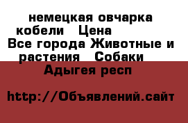 немецкая овчарка кобели › Цена ­ 25 000 - Все города Животные и растения » Собаки   . Адыгея респ.